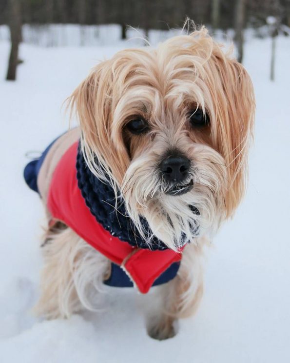 keeping-pets-safe-during-winter-weather-cold