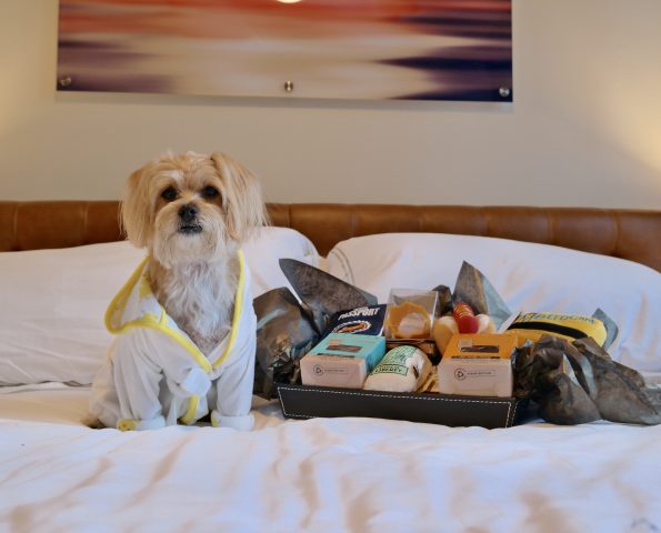 pet-friendly-nyc-viceroy-2