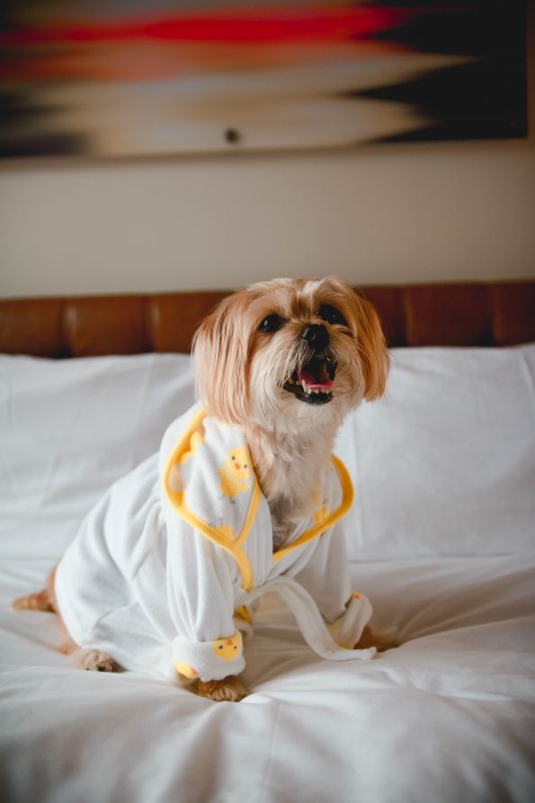 pet-friendly-nyc-viceroy-5