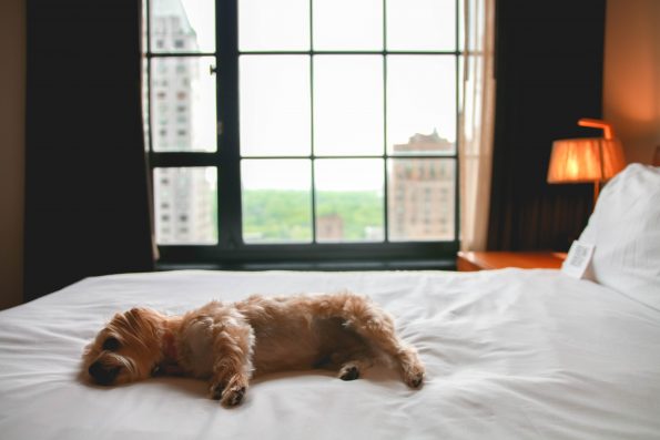 pet-friendly-nyc-viceroy-7