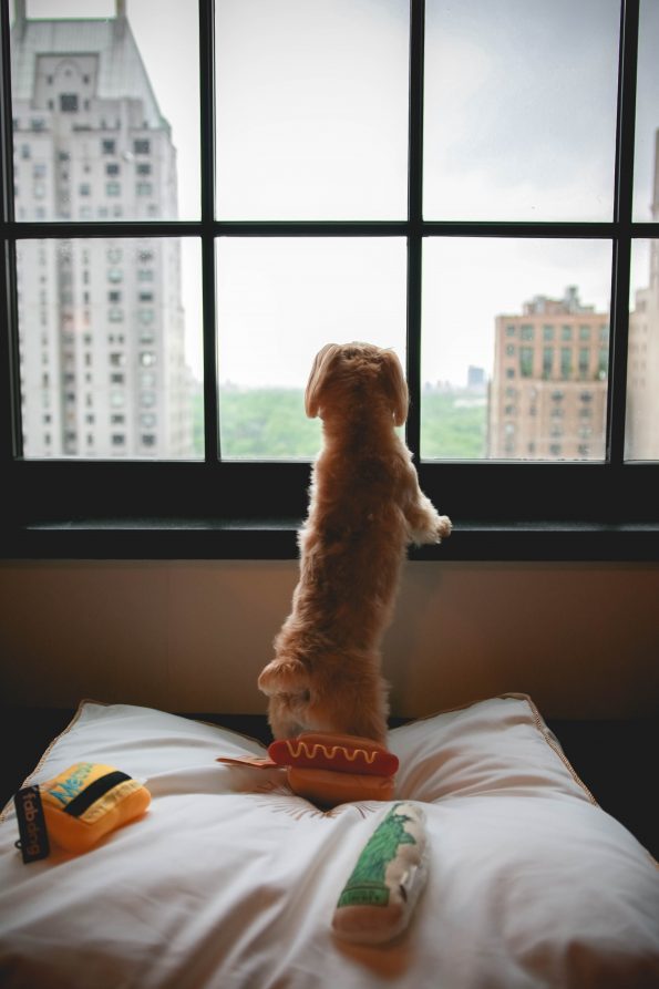 pet-friendly-nyc-viceroy-11