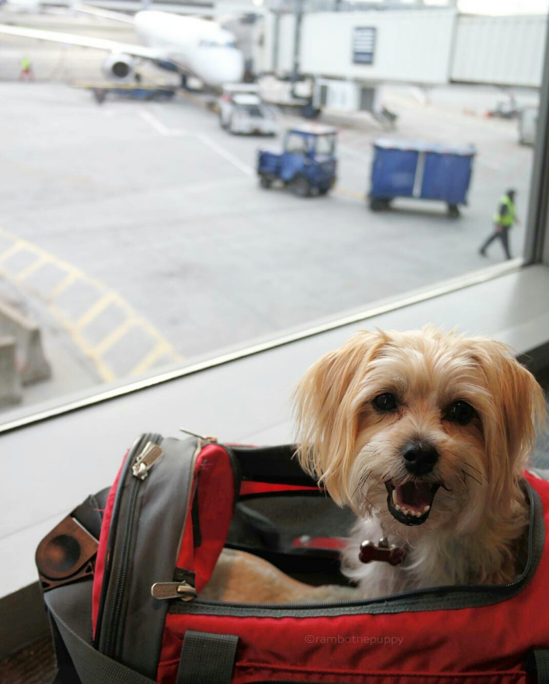 Buddy's Best Airline Approved Pet Carrier for Dogs 100% TSA