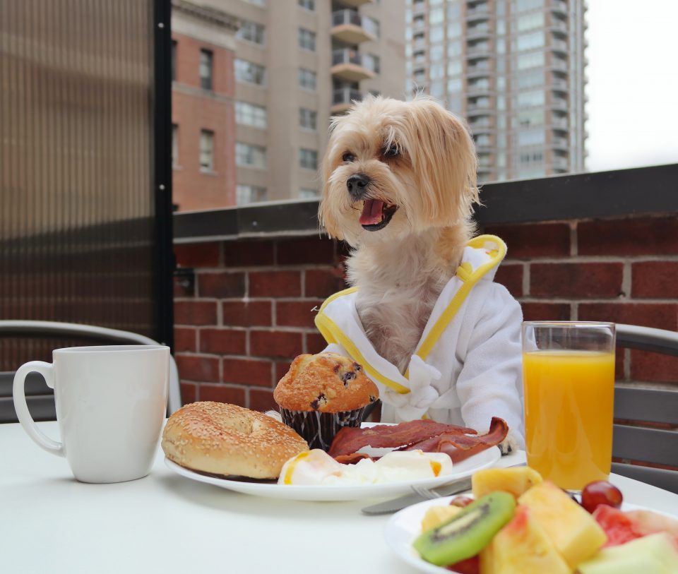 dog-friendly-hotels-2