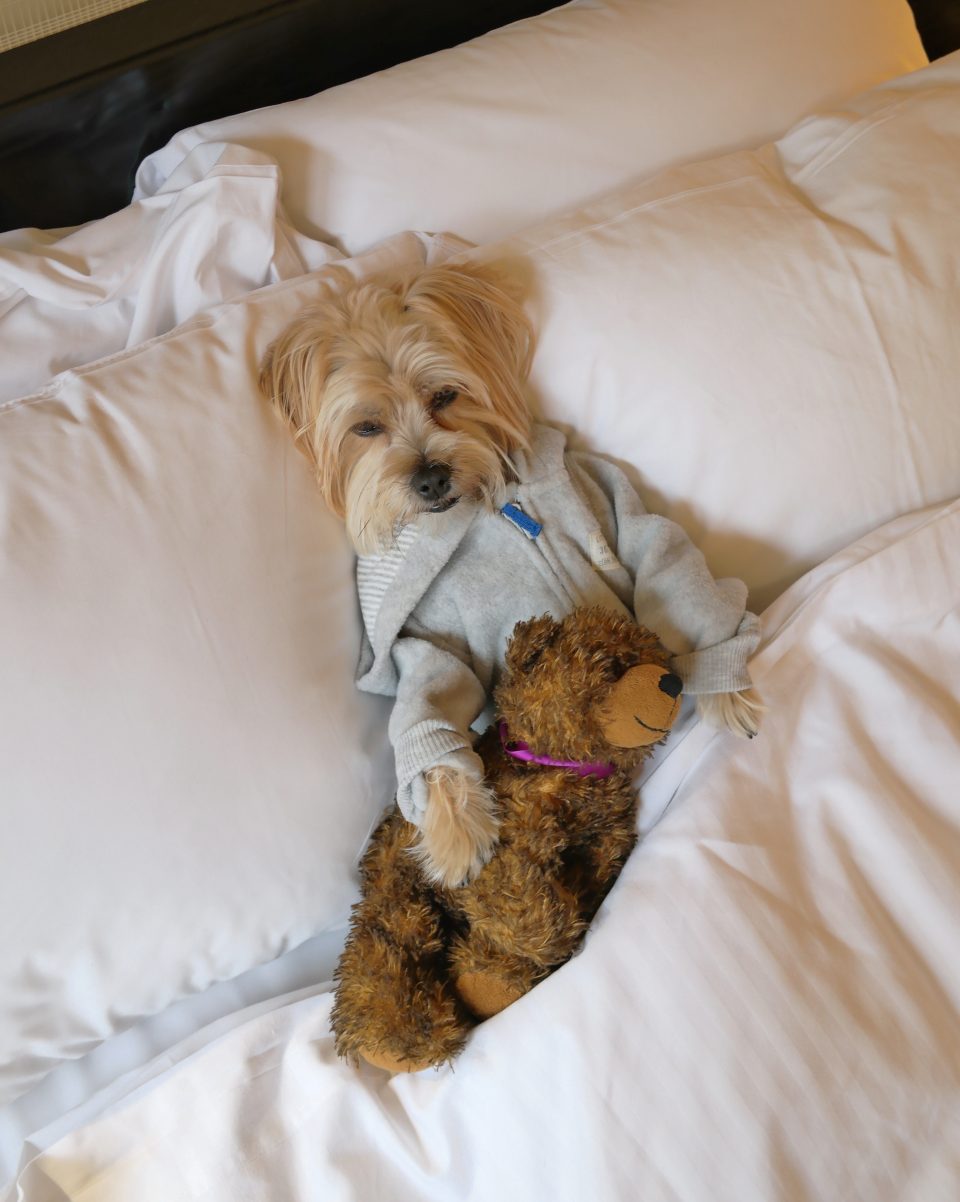 dog-friendly-hotels-nyc