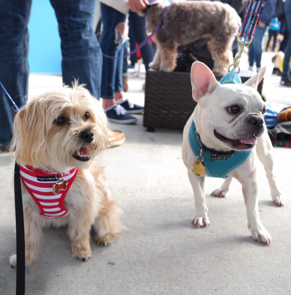 barkfest-nyc-5