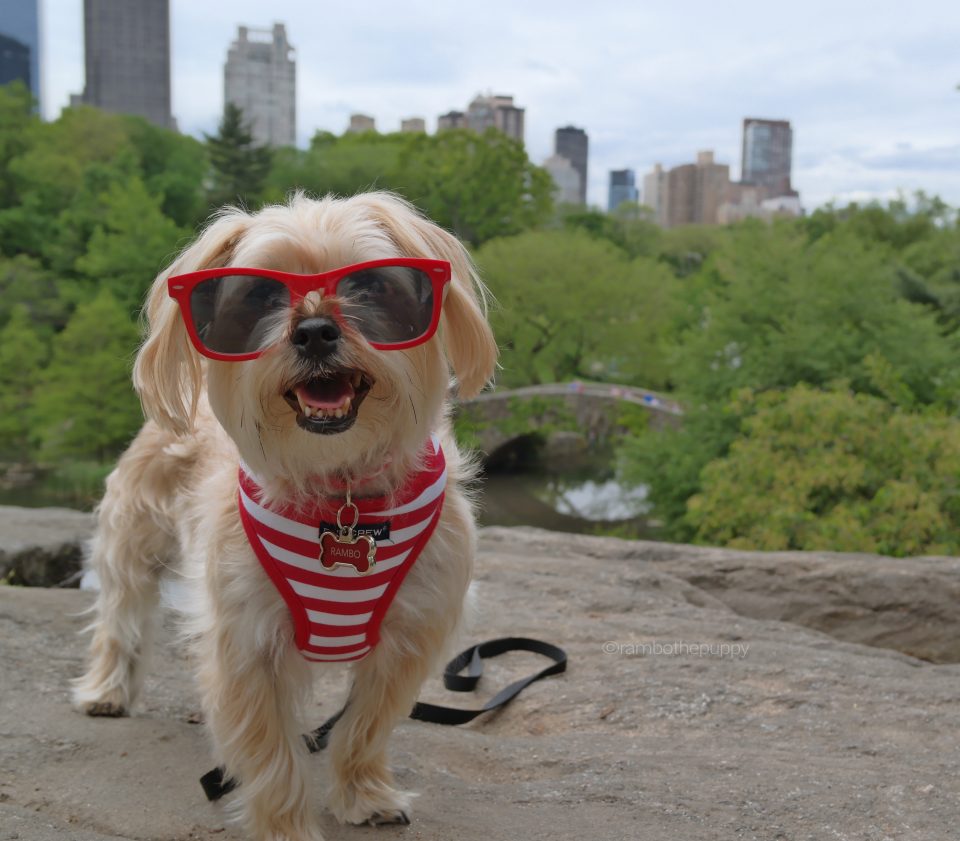 central-park-nyc