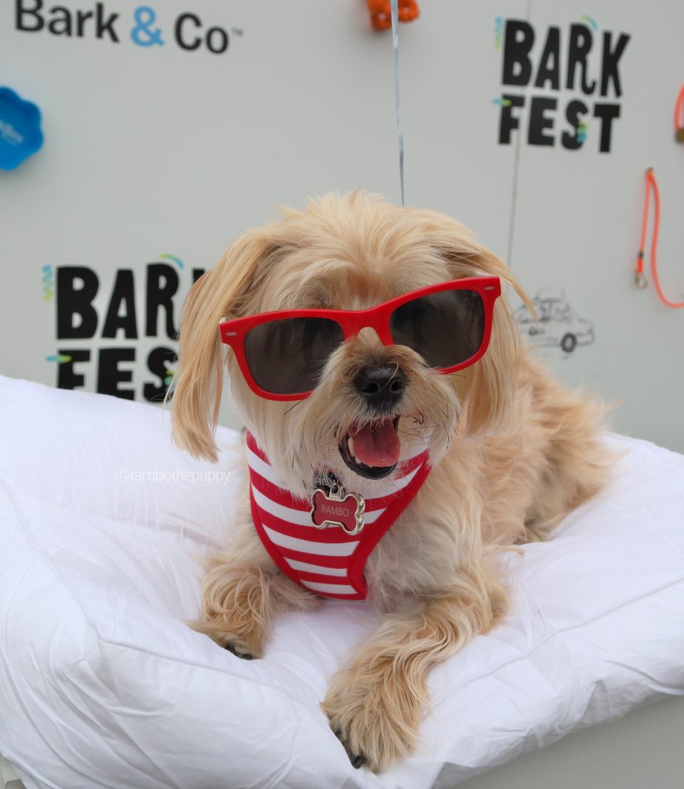 barkfest-nyc-2