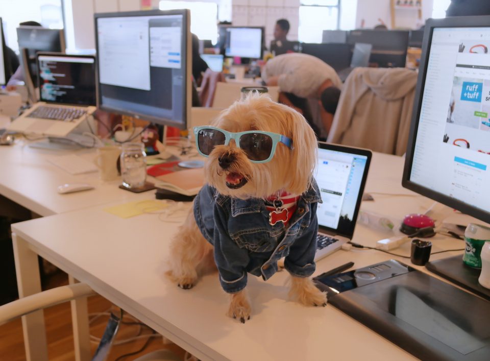 barkbox-hq-2