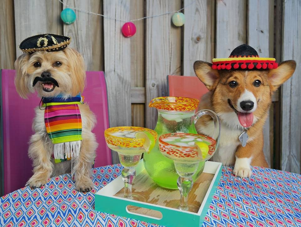 cinco-de-mayo-dog-party