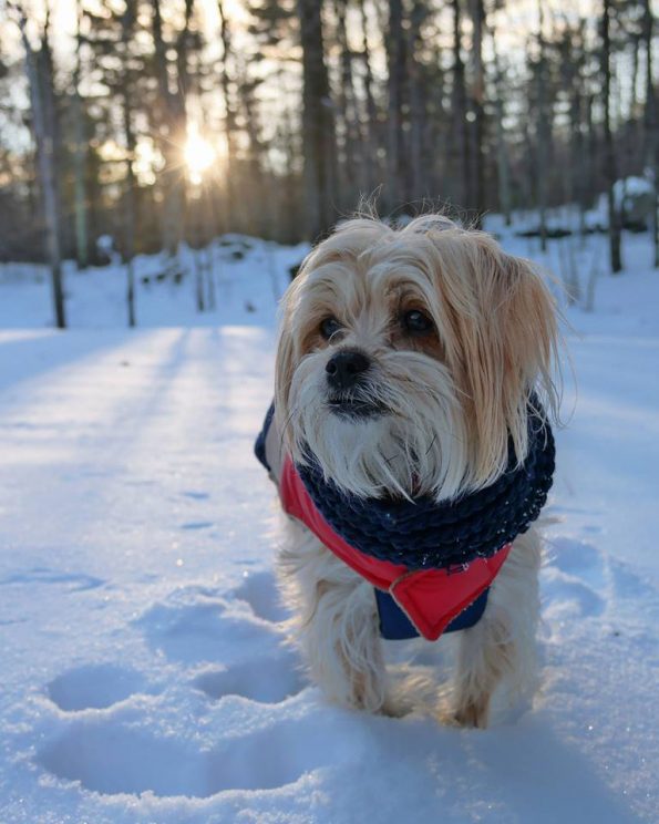 keeping-pets-safe-winter-cold-health