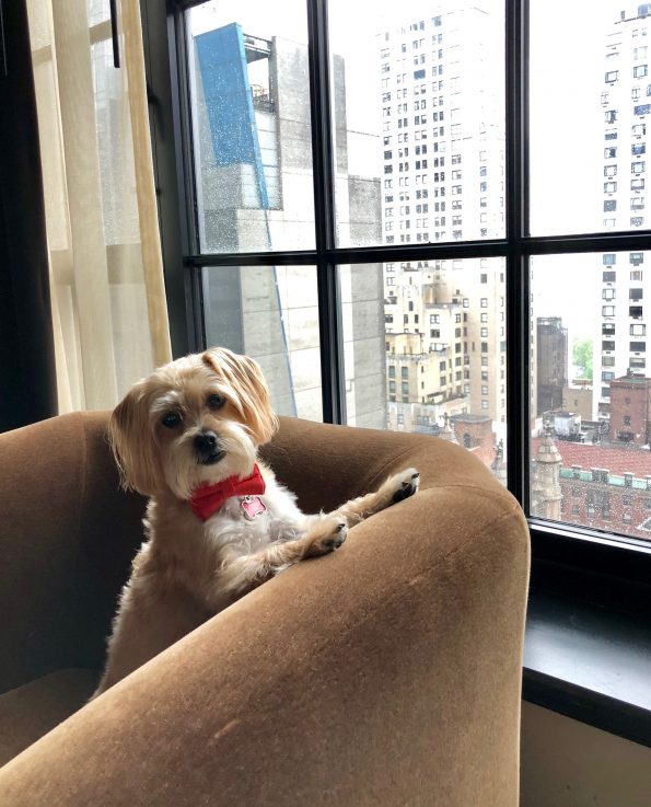 pet-friendly-nyc-viceroy-hotel