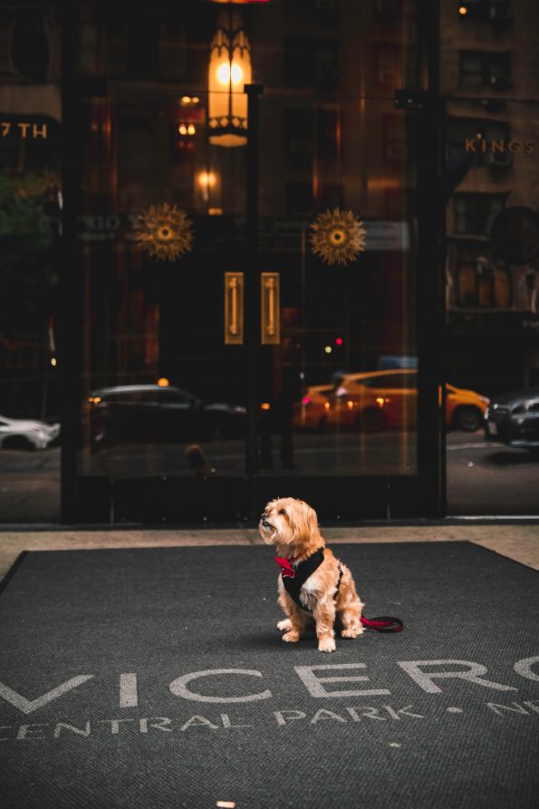 pet-friendly-nyc-viceroy-10