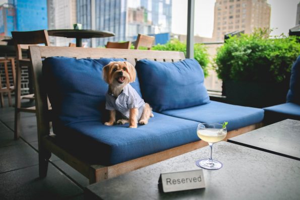 pet-friendly-nyc-rooftop-bar