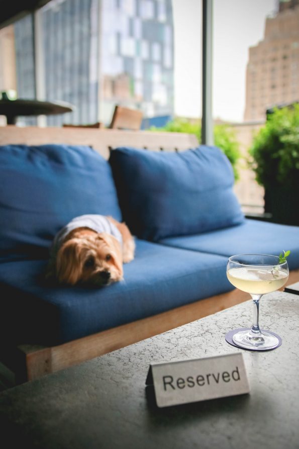 pet-friendly-nyc-rooftop-bar-2