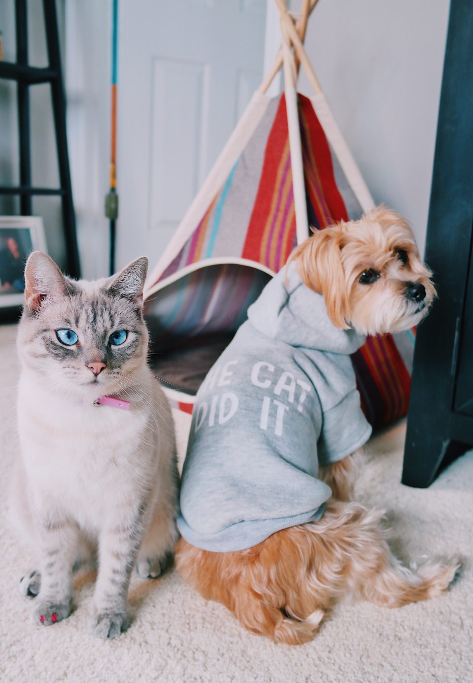 fifi-mcfluffypants-rambo-the-puppy-teepee