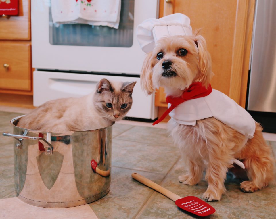 fifi-mcfluffypants-rambo-the-puppy-cooking