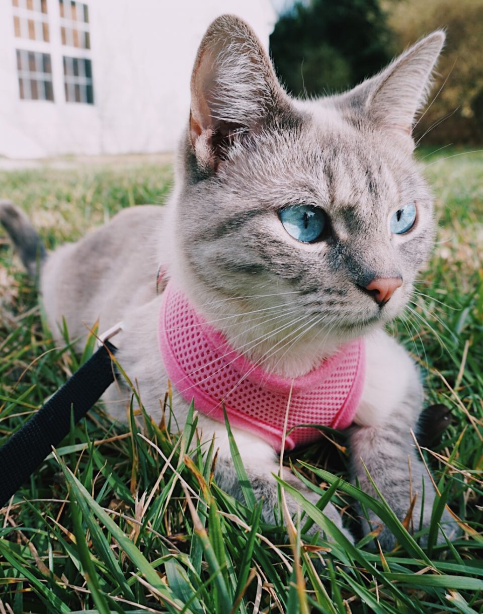 fifi-mcfluffypants-outside