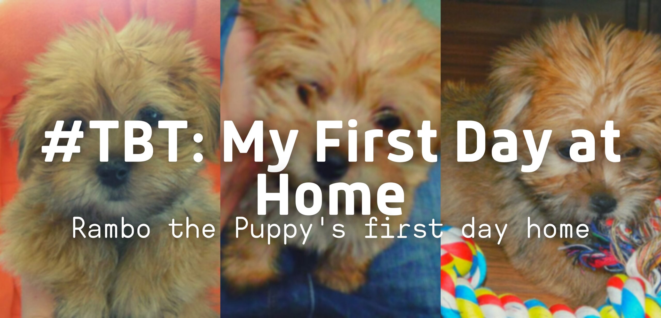 Puppy first days home 